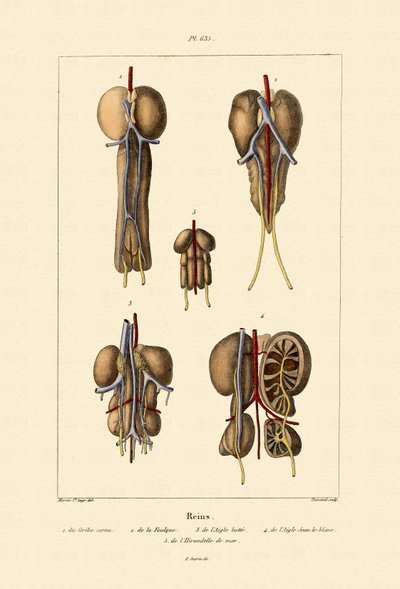 Kidney by French School